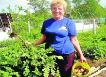 Дачные хлопоты: тлю купаем в «перцовке» с мылом, а плодожорку бьем химией 