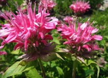 Монарда в летнем саду