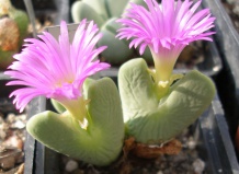 Карлики в мире суккулентов