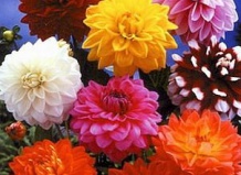 Георгины в озеленении