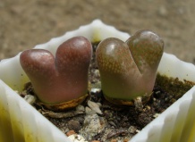 Идентификация конофитумов: форма имеет значение!