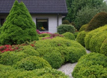 Самшит: секреты ухода