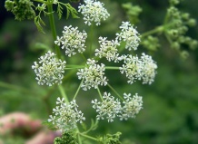 Садик пряностей