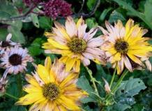 Прелесть увядания