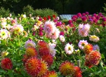 Георгины – королевы осеннего сада