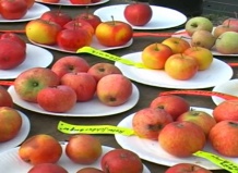 Яблони в саду