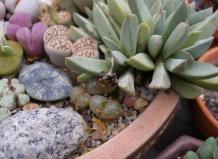 Карликовые суккуленты: советы по уходу