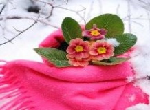 Зимние квартиры для горшечных цветов