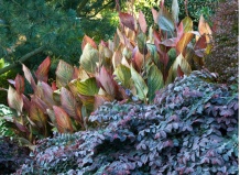 Роскошный пурпур