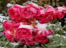 Готовим розы к зиме