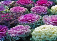 Очаровательная капуста в осеннем саду