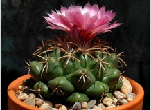 Кактусы, цветущие на верхушке