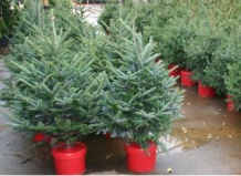 Живая елка для дома и сада