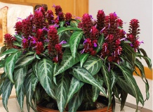 12 цветущих комнатных растений