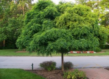 Деревья-зонтики и деревья-шары