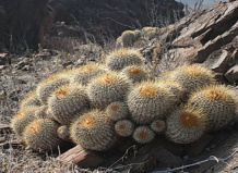 Эндемики кактусного семейства. Род Копьяпоа