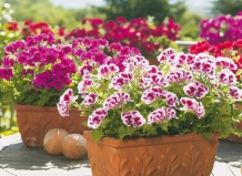 Подготовка пеларгонии к новому сезону