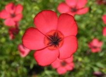 Какие летники можно сеять прямо в грунт?