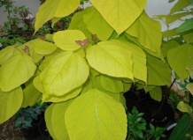 Солнечные блики в саду