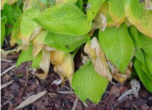 Болезни и вредители хост