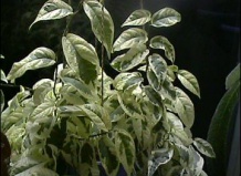 Ампельные фикусы