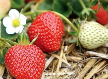 Клубника со своего балкона