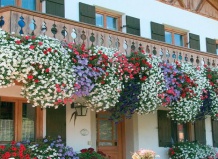 Цветущие петунии для летнего настроения