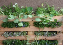 Вертикальный сад своими руками