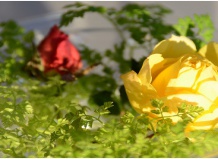 Ажур и кружева в цветниках