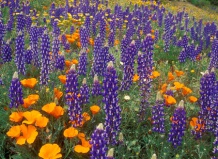 Удивительное растение люпин!