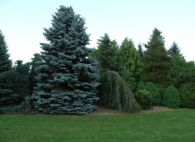 Дендрологический сад в Пругонице (Чехия)