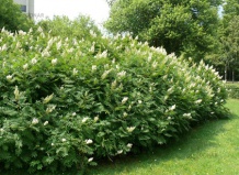 Рябинник в ландшафтном дизайне 