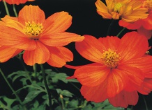 Прелестная грация космей