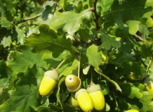 Хлебные растения