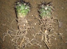 Роль корней в жизни кактусов