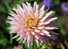 Отправляем георгины на зимнее хранение