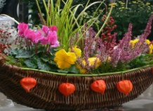 Яркие цветы – лекарство от осенней депрессии