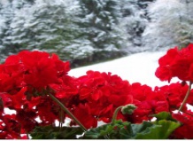 Зимние квартиры для пеларгоний