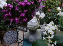 Рождественник – цветок зимы 