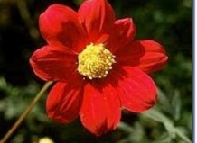 Георгины: происхождение, история, виды