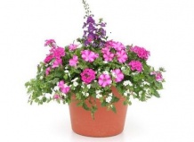 Создаем композицию для контейнера