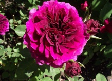 Что такое Английские розы?