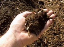 Питание для растений