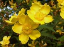 Летнецветущие кустарники: зверобой, лапчатка, солнцецвет