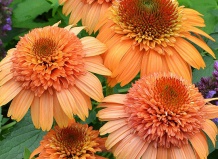 Новые многолетники для вашего сада: эхинацеи