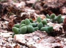 «Дамские пальчики» в среде суккулентов