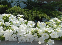 Как ухаживать за красивоцветущими однолетниками летом?