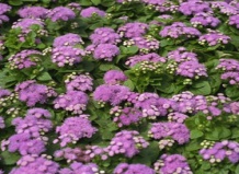 Растения, отпугивающие комаров