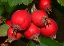 Красота и польза: боярышник