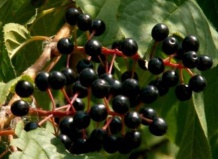 Красота и польза: черемуха